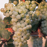 malvasia istriana